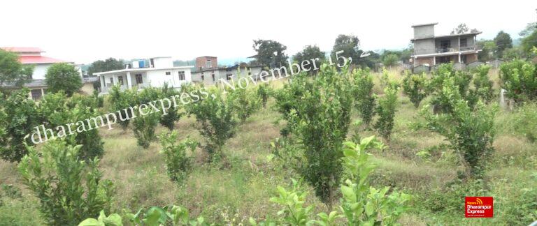 एचपीशिवा परियोजना से बकारटी में भी आई मौसंबी की बहार