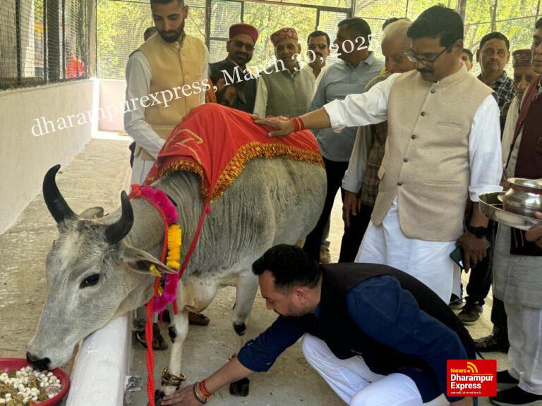 गौशाला जमलीधाम में 201 कन्याओं का किया पूजन, विधायक आशीष ने भेंट किए उपहार