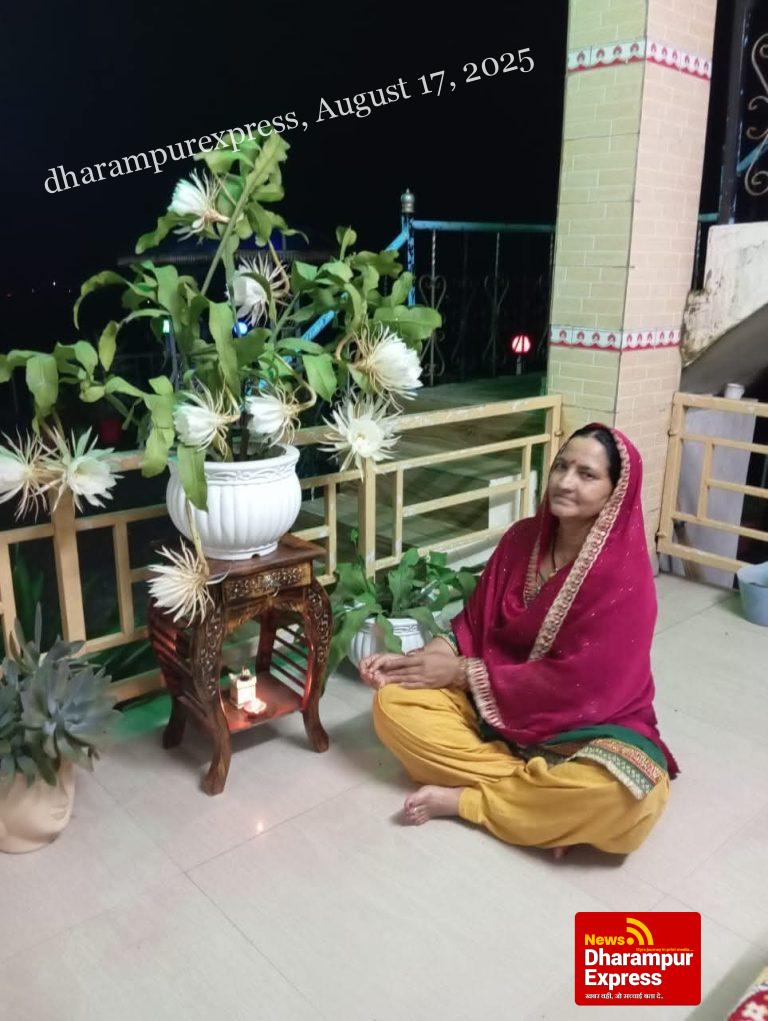 गांव भगेटू में एक साथ खिले 12 ब्रह्म कमल के फूल