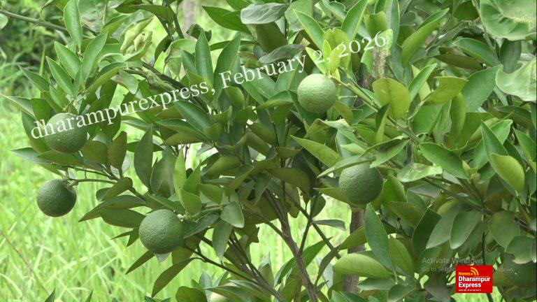 कोल्ड स्टोर बनाएं, उद्यान विभाग देगा 50 प्रतिशत सब्सिडी